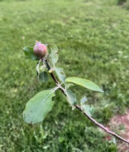 Baby Apple Tree