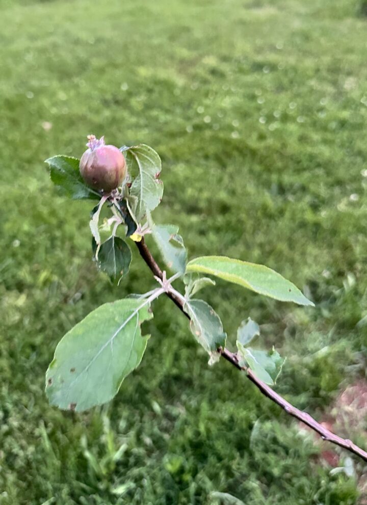 Baby Apple Tree